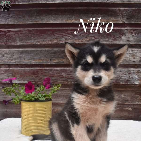 Niko, Alaskan Malamute Puppy