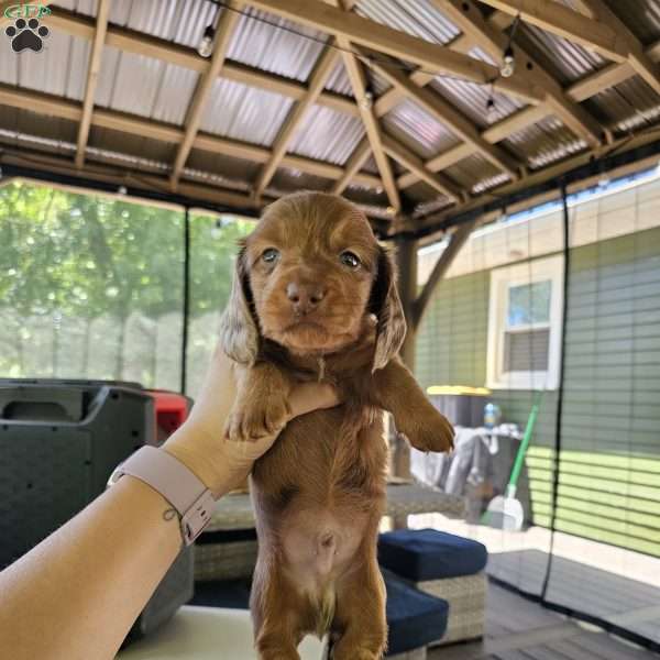 BROWNIE – MINI, Dachshund Puppy