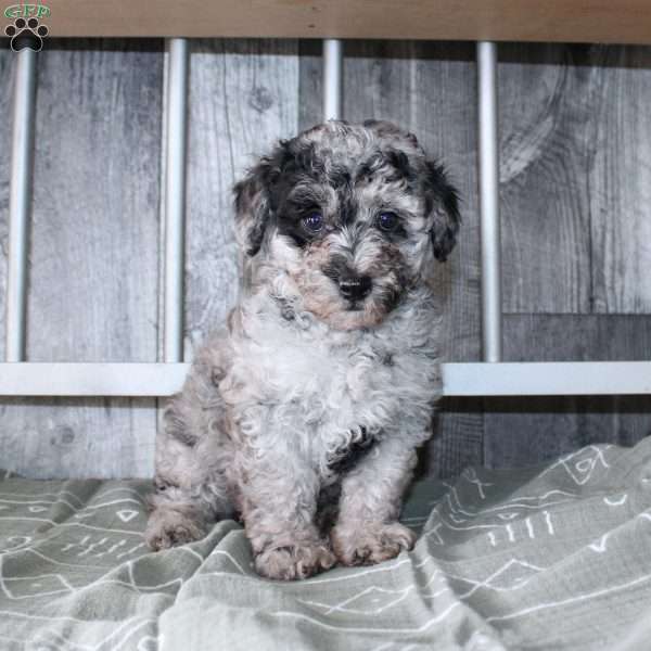 Becket, Miniature Poodle Puppy