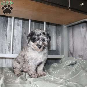 Becket, Miniature Poodle Puppy