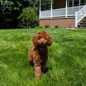 Moki, Miniature Poodle Puppy