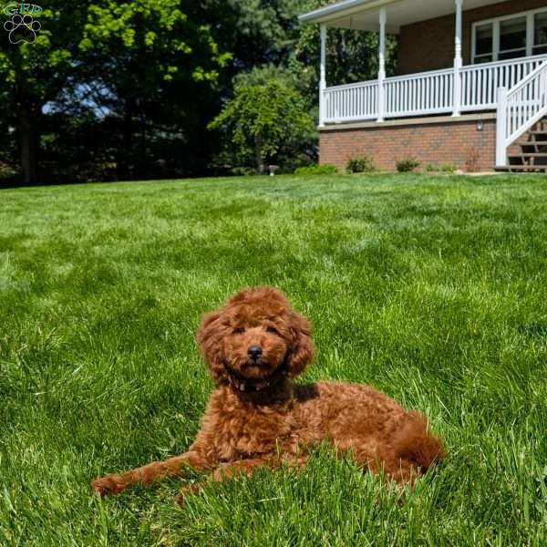 Moki, Miniature Poodle Puppy