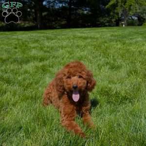 Moki, Miniature Poodle Puppy