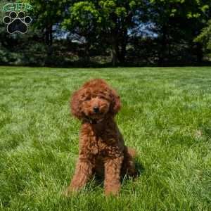 Moki, Miniature Poodle Puppy