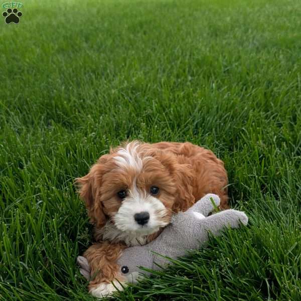 Joey, Cavapoo Puppy