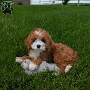 Joey, Cavapoo Puppy