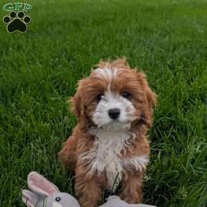 Joey, Cavapoo Puppy