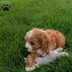 Joey, Cavapoo Puppy