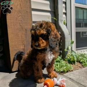 Marley, Cavapoo Puppy