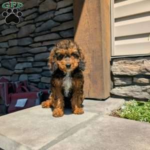Marley, Cavapoo Puppy