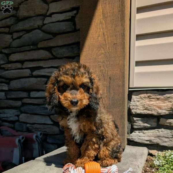 Marley, Cavapoo Puppy
