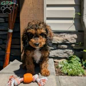 Marley, Cavapoo Puppy