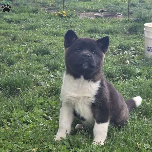 Kismet, Akita Puppy