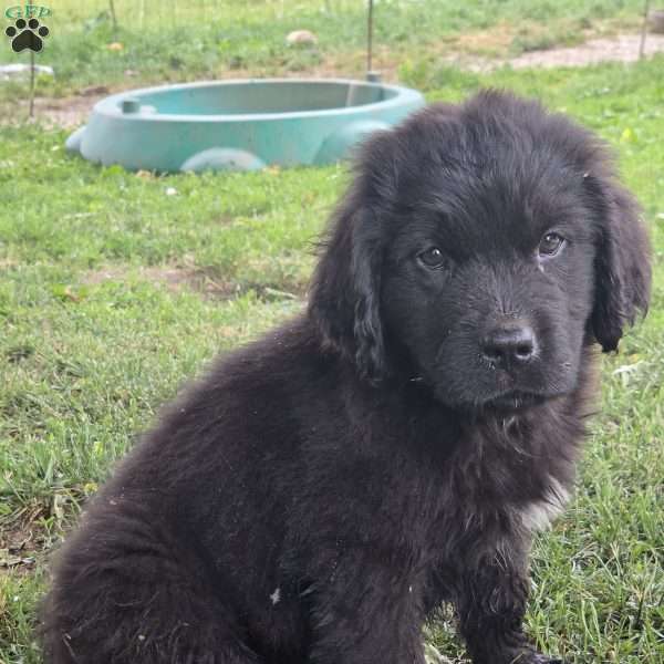 Eddie, Newfoundland Puppy