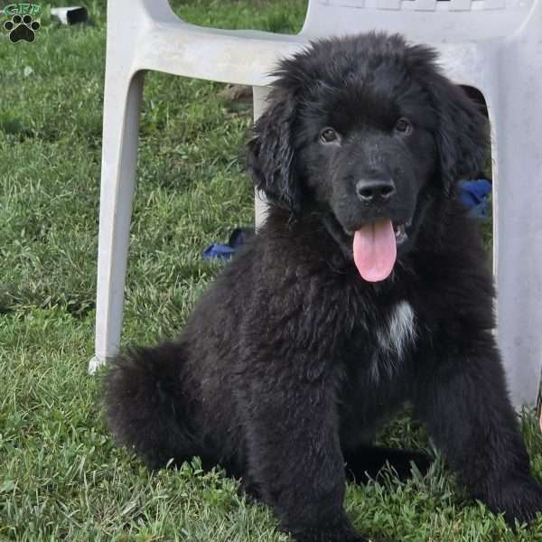 Enzo, Newfoundland Puppy