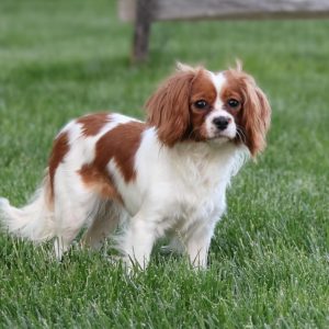 Sylvia Weaver,  Breeder
