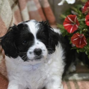 Anna M. Yoder,  Breeder