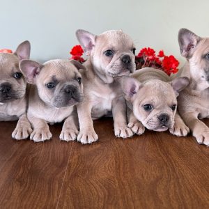 Ellen Zimmerman,  Breeder