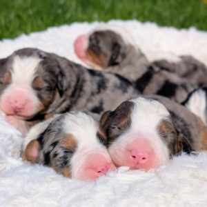 Katelyn Beachy,  Breeder