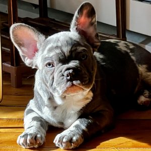 Mia Medina,  Breeder