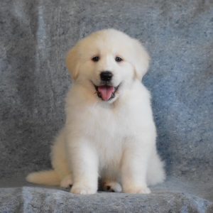 Ron & Lynne Wilson, View Puppies Breeder