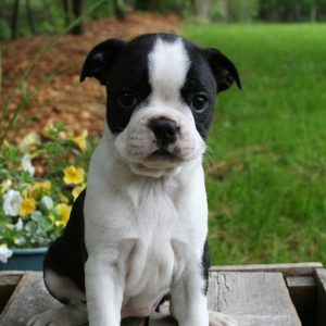 Emily High, View Puppies Breeder