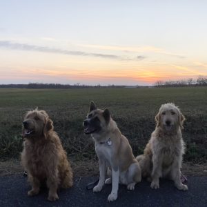 Kaitlyn Snyder, View Puppies Breeder
