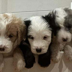 Mina’s Elite Miniature Golden Mountain Doodles,  Breeder