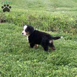 Comanche, Bernese Mountain Dog Puppy