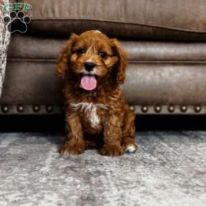 Rowan, Cavapoo Puppy
