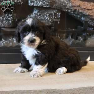 Hannah, Havapoo Puppy