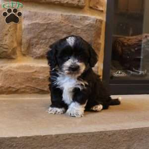 Hannah, Havapoo Puppy