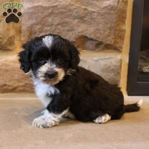 Hannah, Havapoo Puppy