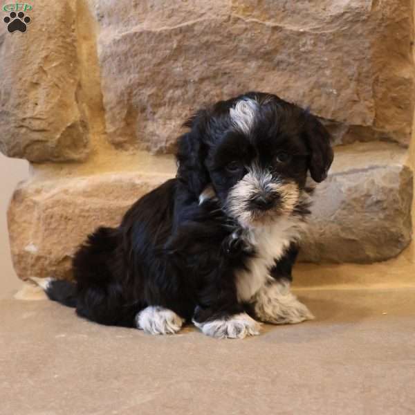 Hannah, Havapoo Puppy