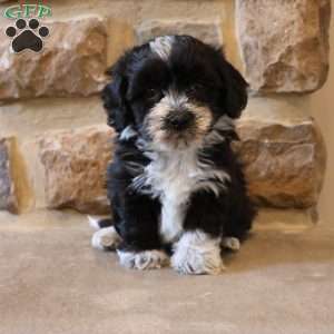 Hannah, Havapoo Puppy