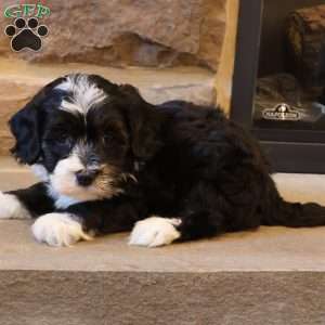 Hanson, Havapoo Puppy