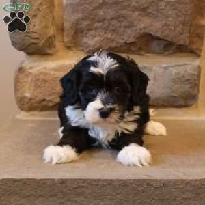 Hanson, Havapoo Puppy