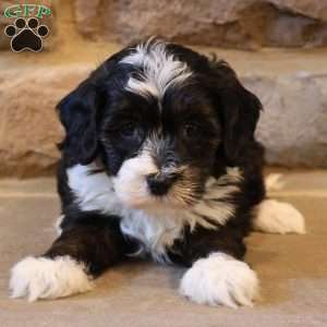 Hanson, Havapoo Puppy