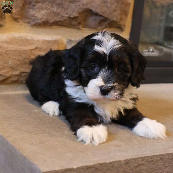 Hanson, Havapoo Puppy