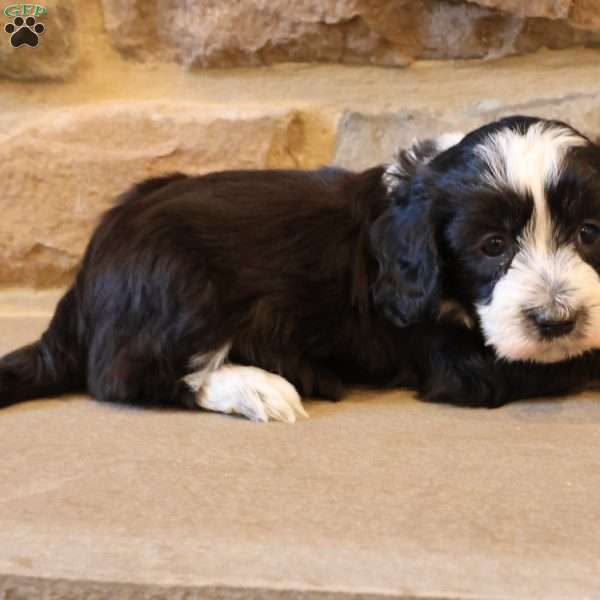 Harper, Havapoo Puppy