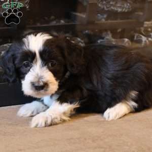 Harper, Havapoo Puppy