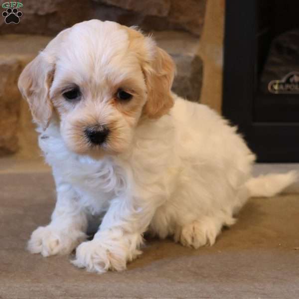Holly, Havapoo Puppy