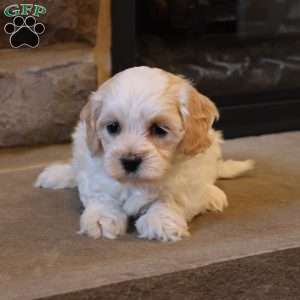 Holly, Havapoo Puppy