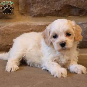 Holly, Havapoo Puppy
