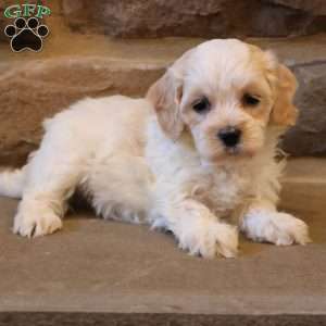 Holly, Havapoo Puppy