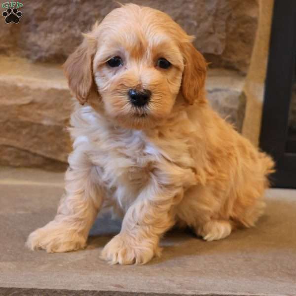 Hilton, Havapoo Puppy