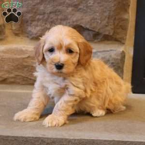 Hilton, Havapoo Puppy