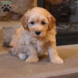 Hilton, Havapoo Puppy
