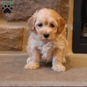 Hilton, Havapoo Puppy