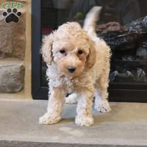 Tom, Toy Poodle Puppy
